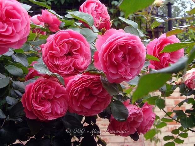 rose_Leonardo_da_Vinci_12-c (700x525, 201Kb)