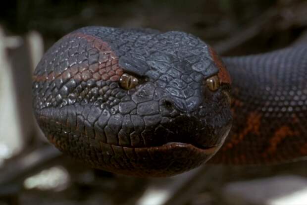 Самая большая змея в мире часто упоминается во многих книгах и даже стала главным отрицательным «персонажем» целой серии одноимённых голливудских триллеров. анаконда, змеи, интересное, природа, факты, фауна