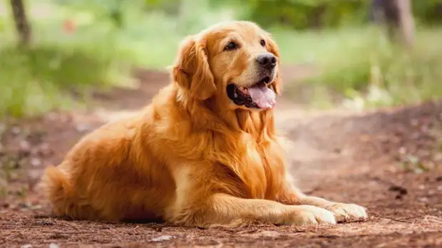 Топ — 5 самые умные породы собак (Умнее некоторых людей)