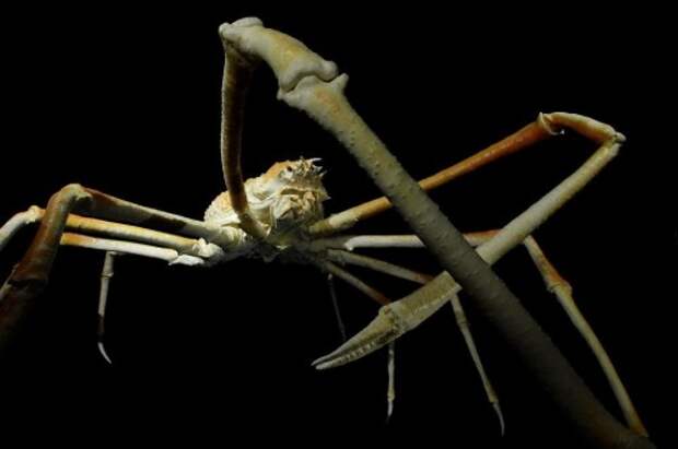 Японский краб-паук или гигантский краб (лат.Macrocheira kaempferi) (англ. Giant spider crab)
