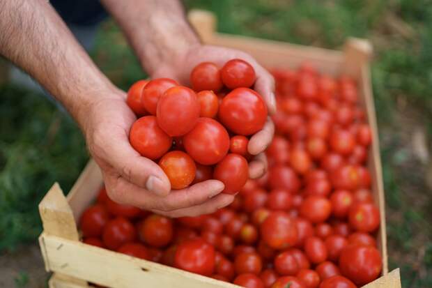 Третий томатный завод планируют построить под Астраханью