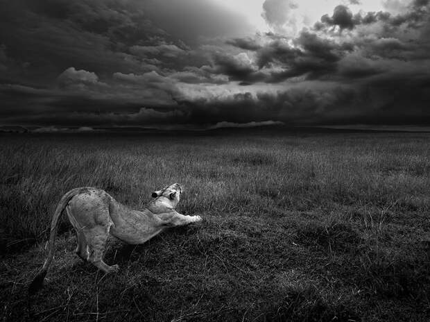 Лучшие фотографии от National Geographic июня 2016 года