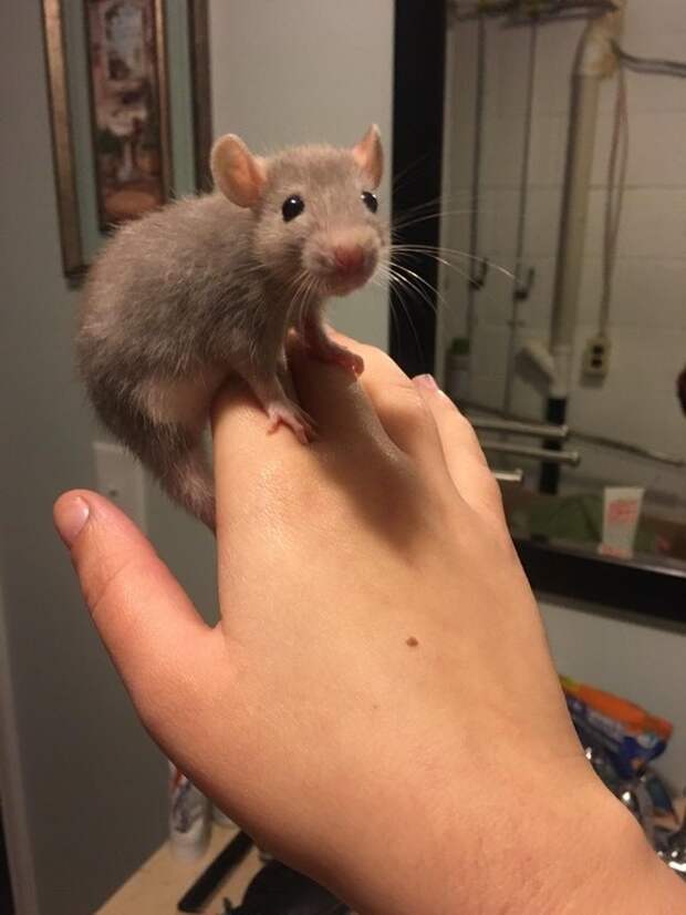 Какого грызуна завести?