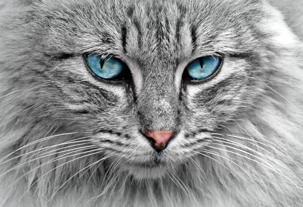cat-1045782_1920 alt