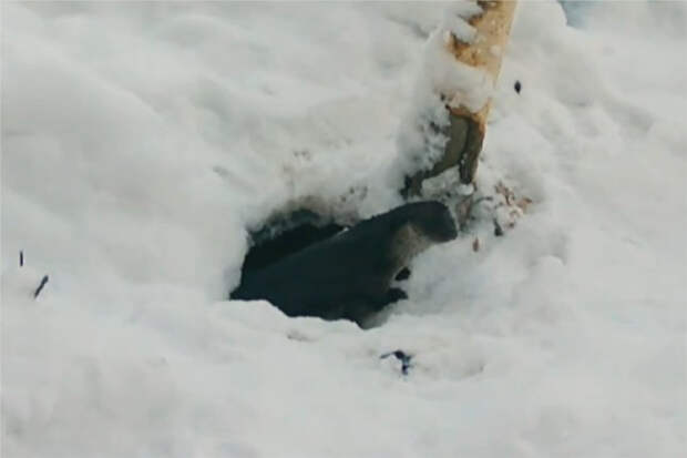 Привлекающую жениха выдру сняли на видео в Ленобласти