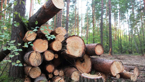 АКЗС расширил права участников СВО на получение льготного леса