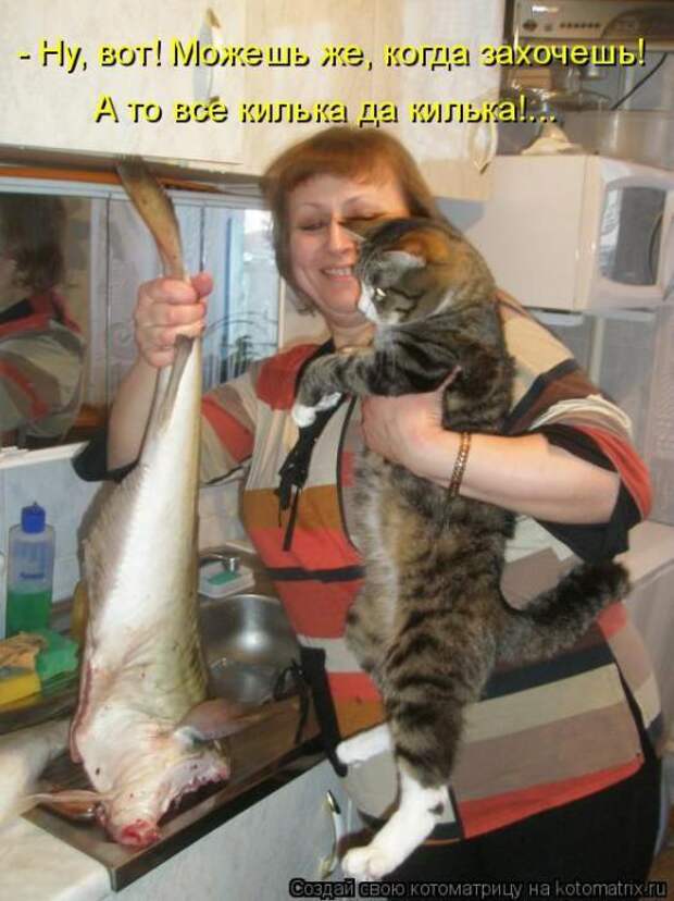 Котоматрицы(картинки с надписями)