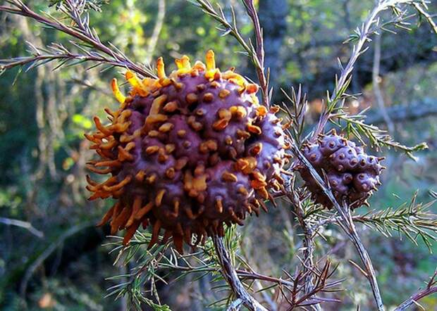 creepyplants44 Самые жуткие растения