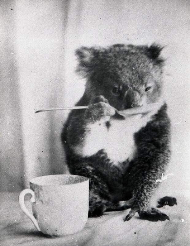 Домашняя коала пьет из ложечки. Австралия, 1900-й. Фотограф — Ф. Дэйви. интересное, история, кадр, прошлое, фото