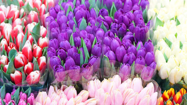 Флорист рассказала, как сохранить жизнь тюльпанам после 8 Марта