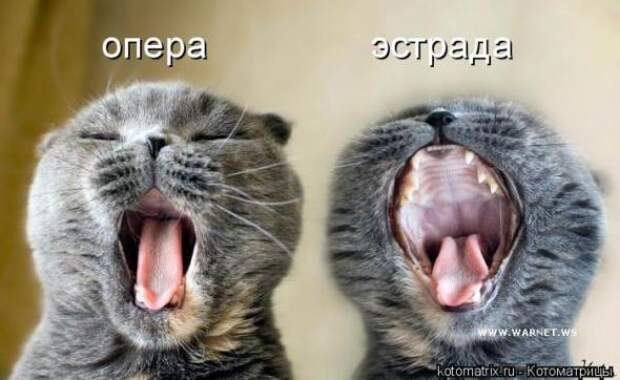 Котоматрицы(картинки с надписями)