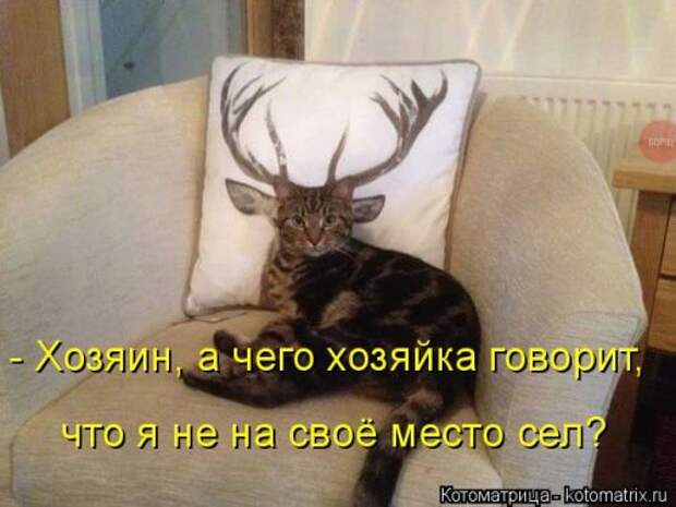 Лучшая котоматрица недели (38 фото)