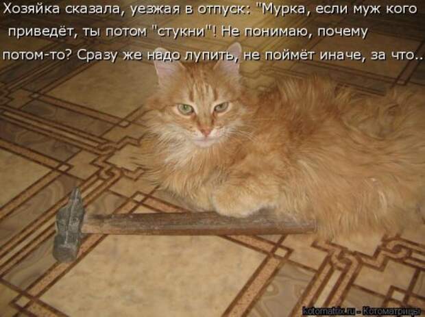 Свежая котоматрица для настроения (35 фото)