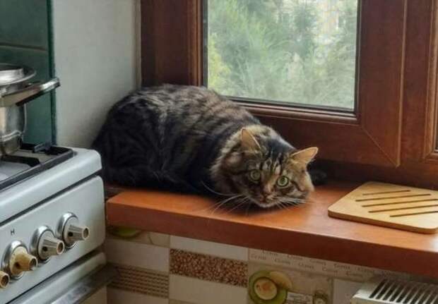 20+ нежданных гостей, которых неудержимо хочется оставить у себя