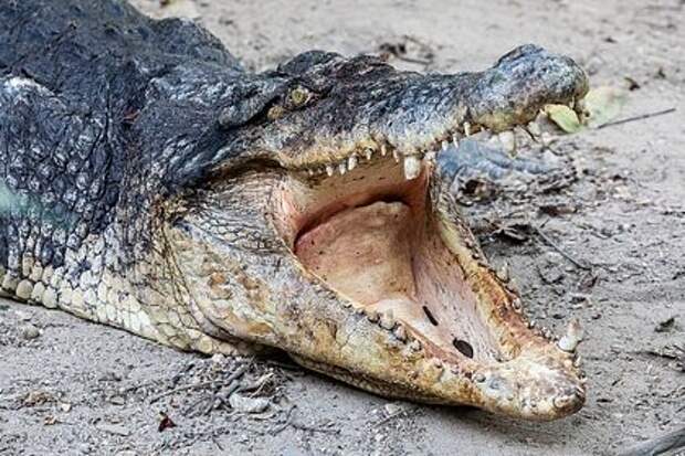 Паника в Замбии: рыбак прыгнул в реку, кишащую крокодилами, чтобы спастись от слонов