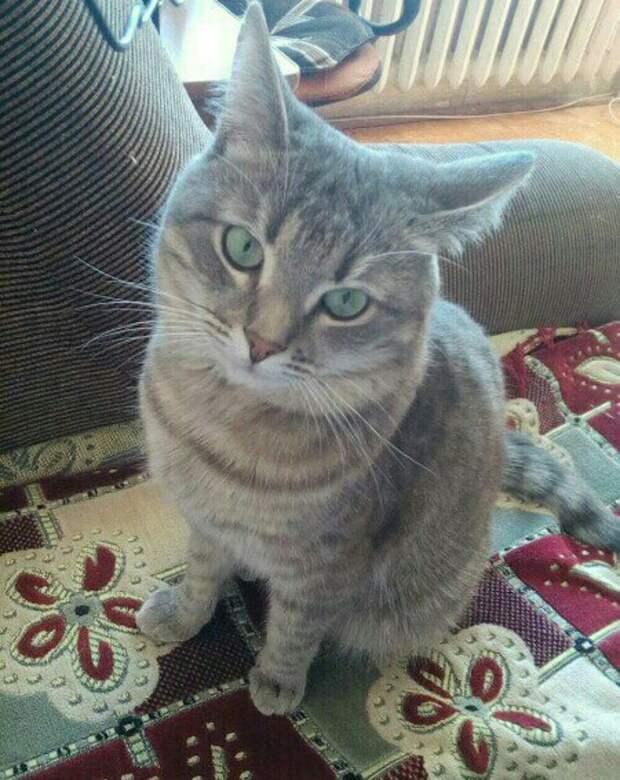 кот