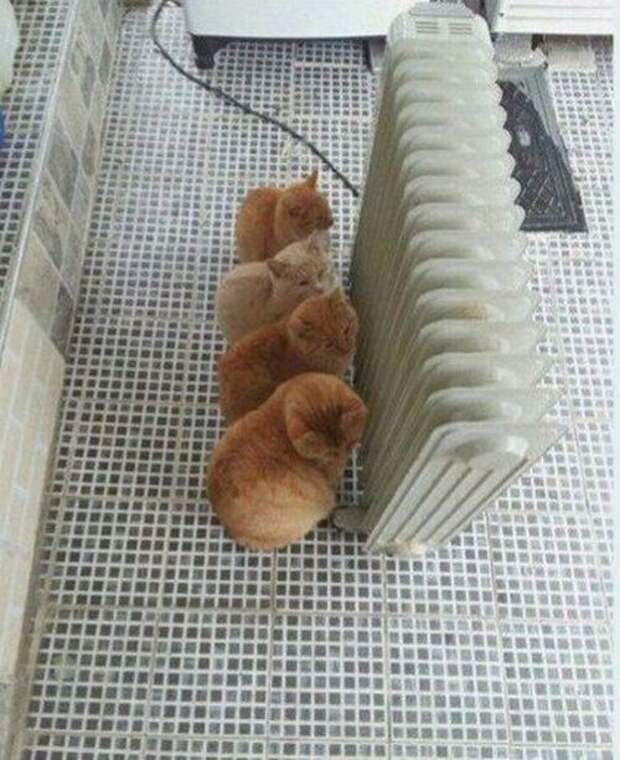 Прикольные картинки прикол, соцсети, юмор