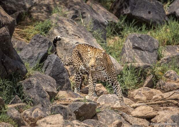 kenya-leopard-ao, aug.2015-2.jpg