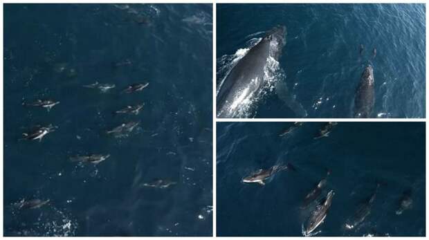 Видео: 1500 дельфинов-серферов видео с животными, горбатый кит, дельфины, калифорния, киты, морские животные, морские жители, природа