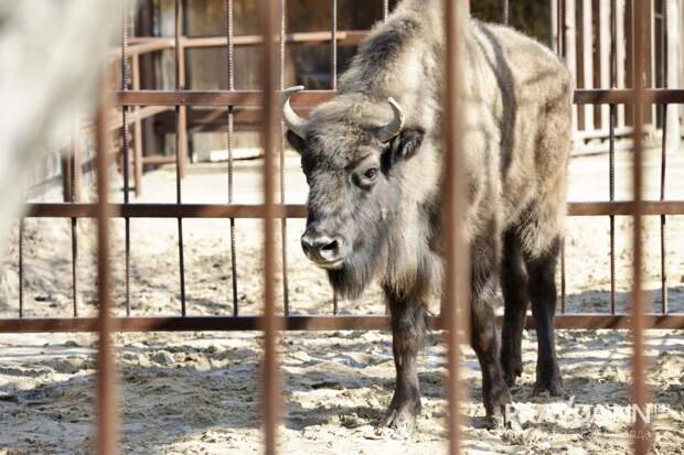 Зубра получил Нижний Новгород в подарок от Республики Беларусь