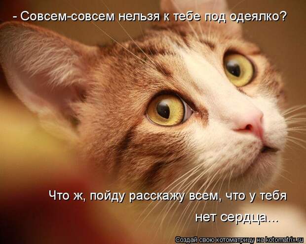 Котоматрица - - Совсем-совсем нельзя к тебе под одеялко? Что ж, пойду расскажу всем,