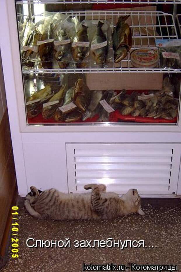 котоматрица захлебьнулся (398x600, 49Kb)