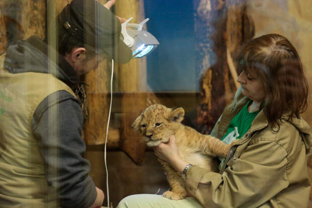 Ленинградский зоопарк ищет новых сотрудников по уходу за животными