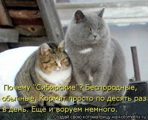 Лучшая котоматрица недели (34 фото)