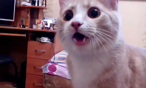 Российский кот думает, что он собака: хозяева снимают на видео