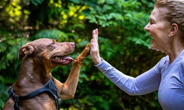 3 признака, что гениальность вашей собаки зашкаливает, назвал кинолог Голубев
