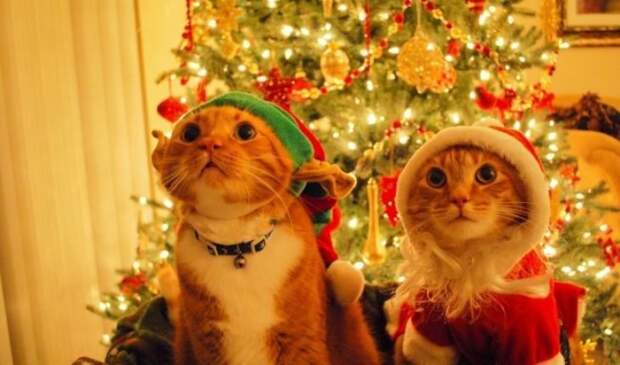 Новогодние коты животные, кот, новый год, рождество