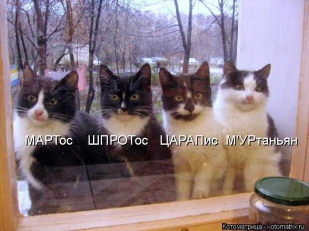 Котоматрицы(картинки с надписями)