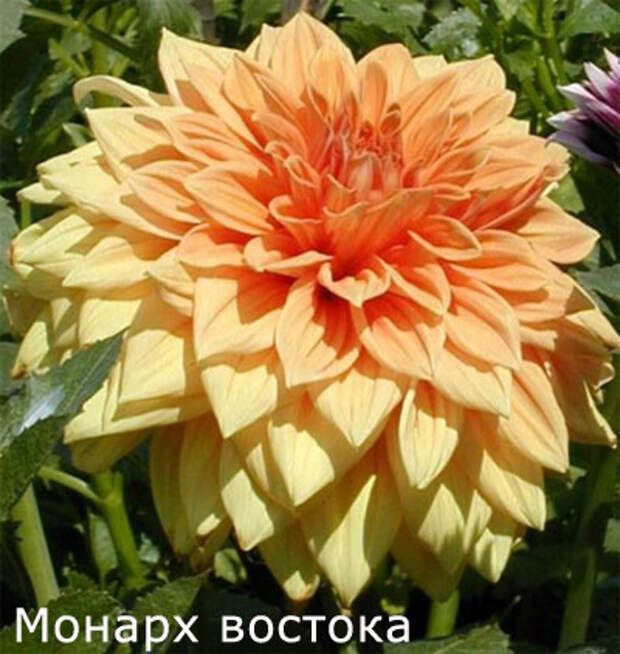 Декоративные георгины: сорт Монарх Востока