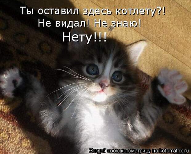 Котоматрица. Мысли вслух :)