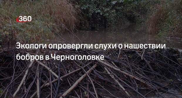 Экологи опровергли слухи о нашествии бобров в Черноголовке