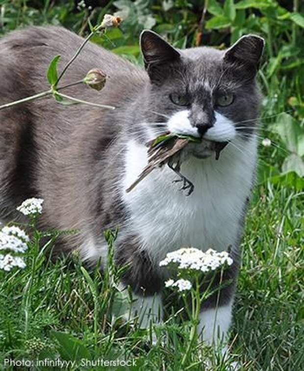 Боевые Коты... разное, животные