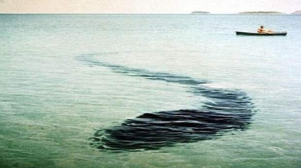 13. Морское чудовище острова Хук животные, мир, неизвестное, снимок, создание, страх, существо, тайна