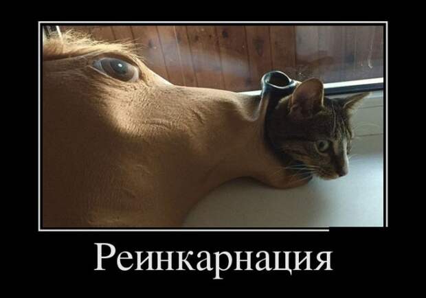 Демотиваторы (30 фото)