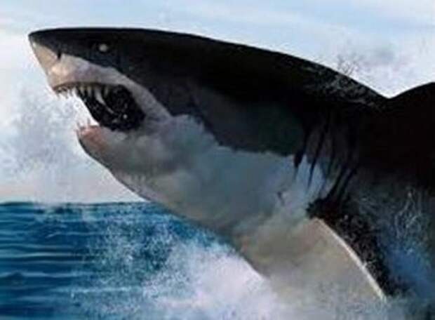 2- Черный дьявол из моря Кортеса акула, животные, людоед, океан