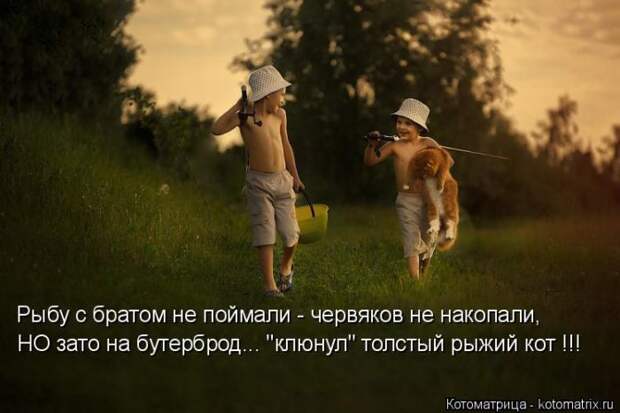 Лучшие котоматрицы недели (50 фото)