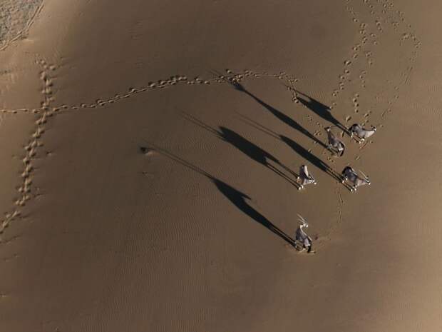 Национальный парк Берег скелетов в Намибии (Skeleton Coast Park)