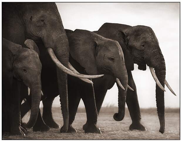 фотографии африки. Nick Brandt