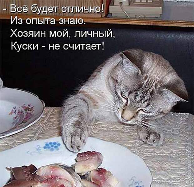 Кулинарные котоматрицы