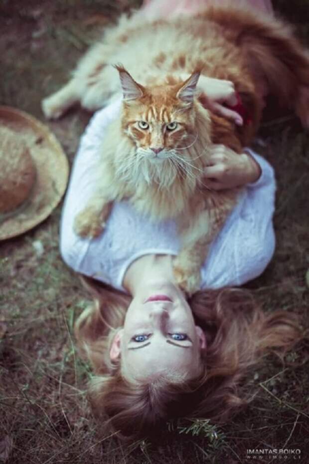 18 котов породы мейн-кун, по сравнению с которыми ваша кошка выглядит крошечной.