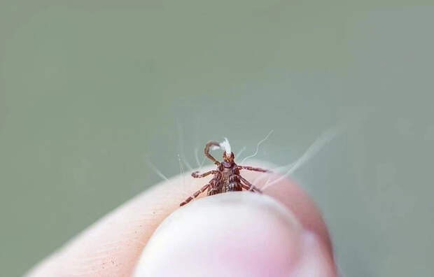 Миляев поручил организовать в Тульской области обработку против клещей