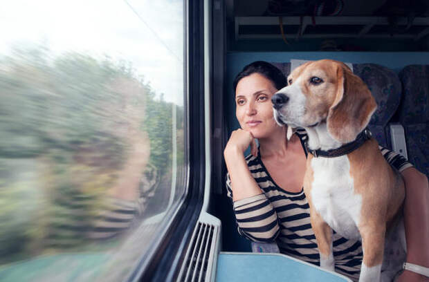 В поездах перевозка крупных собак производится в намордниках и с поводком? в отдельном купе купейного вагона под наблюдением их владельцев или сопровождающих