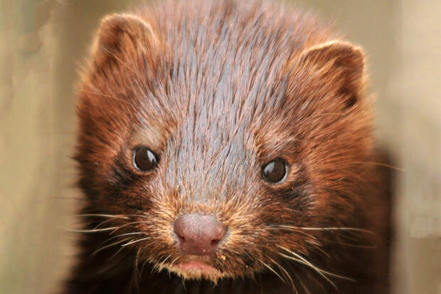 В Дании уничтожат всех норок из-за распространения мутировавшего коронавируса