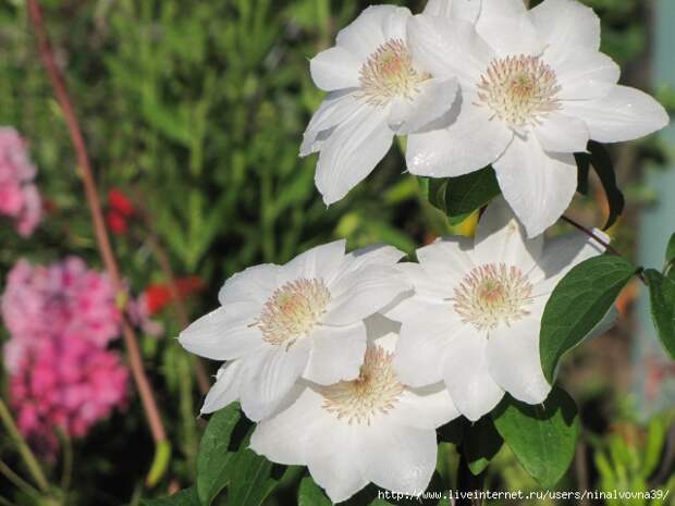 IMG_0956 (640x480, 168Kb)