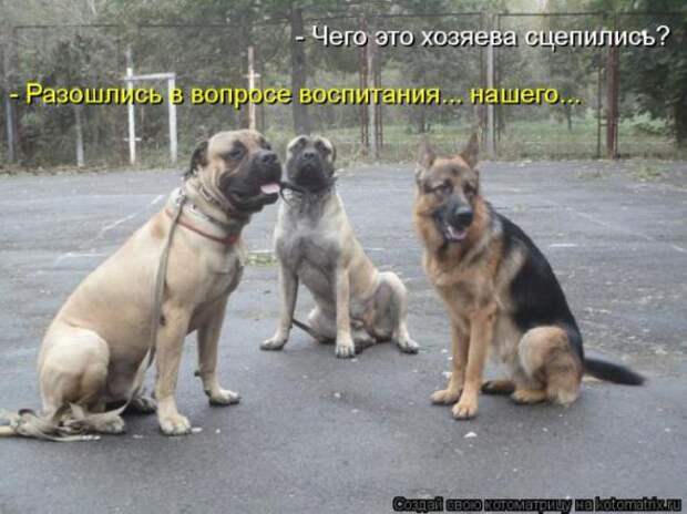 Котоматрицы(картинки с надписями)