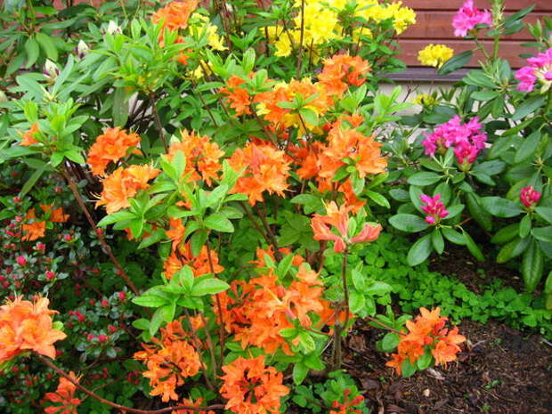 Рододендрон Мандарин Лайтс «Mandarin Lights»